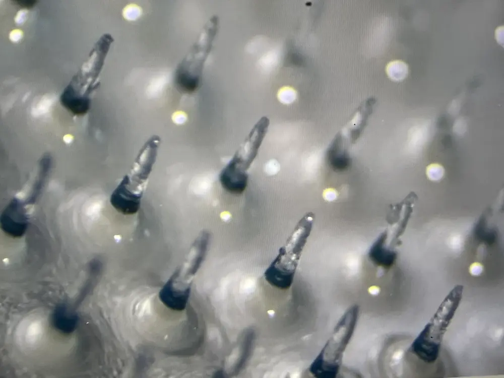 Microscope close-up of coated microneedle tips