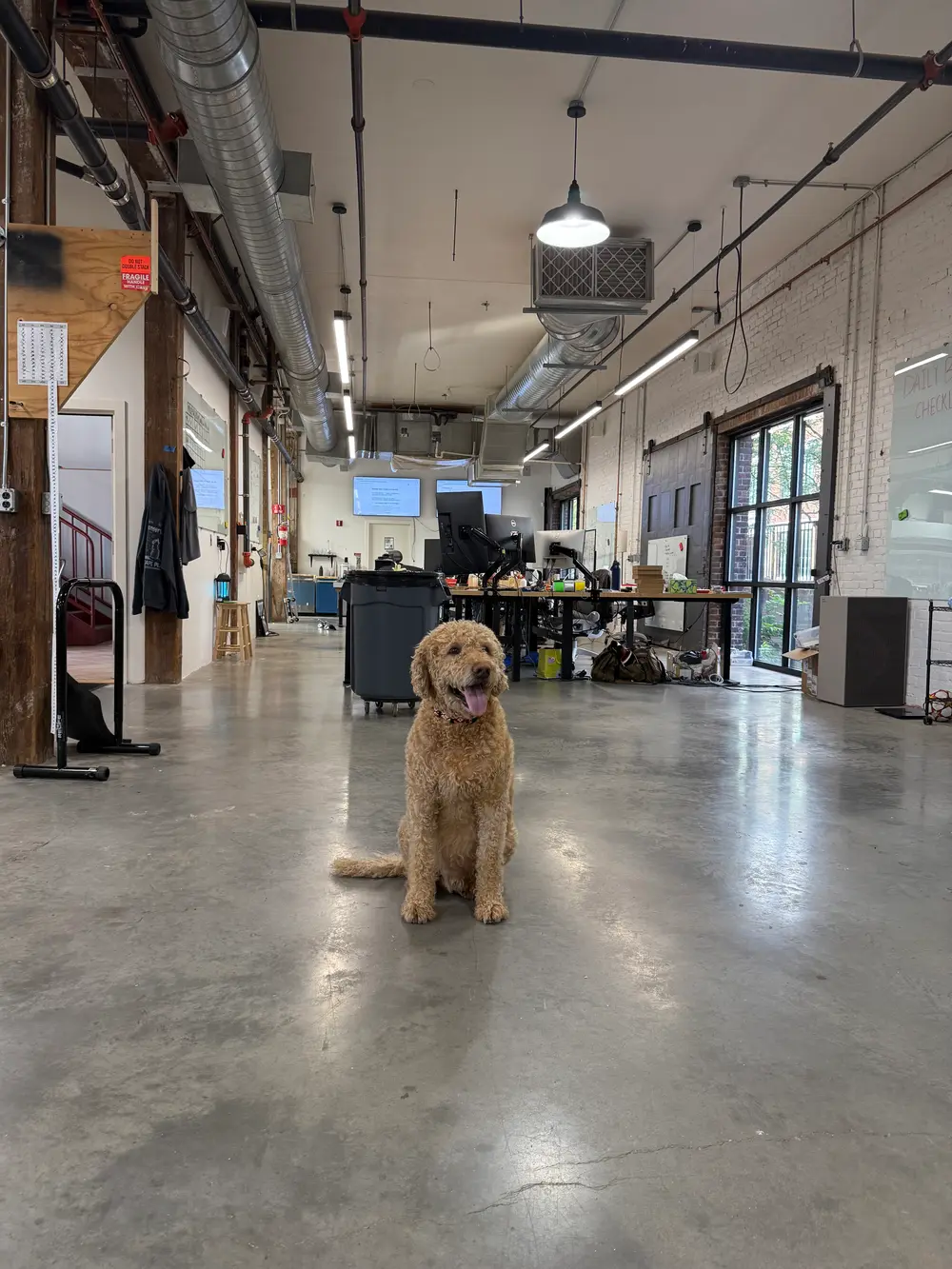 A goldendoodle sitting on the workshop's polished concrete floor